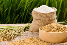 Giá lúa gạo hôm nay 20/11 và tổng kết tuần qua: Giá lúa tăng, gạo giảm